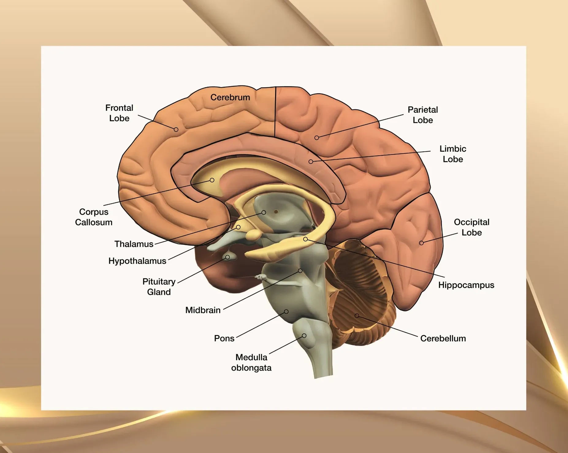 Darstellung verschiedener Hirnareale wie limbisches System, Amygdala und präfrontaler Cortex im Zusammenhang mit Unterbewusstsein und Hypnose.
